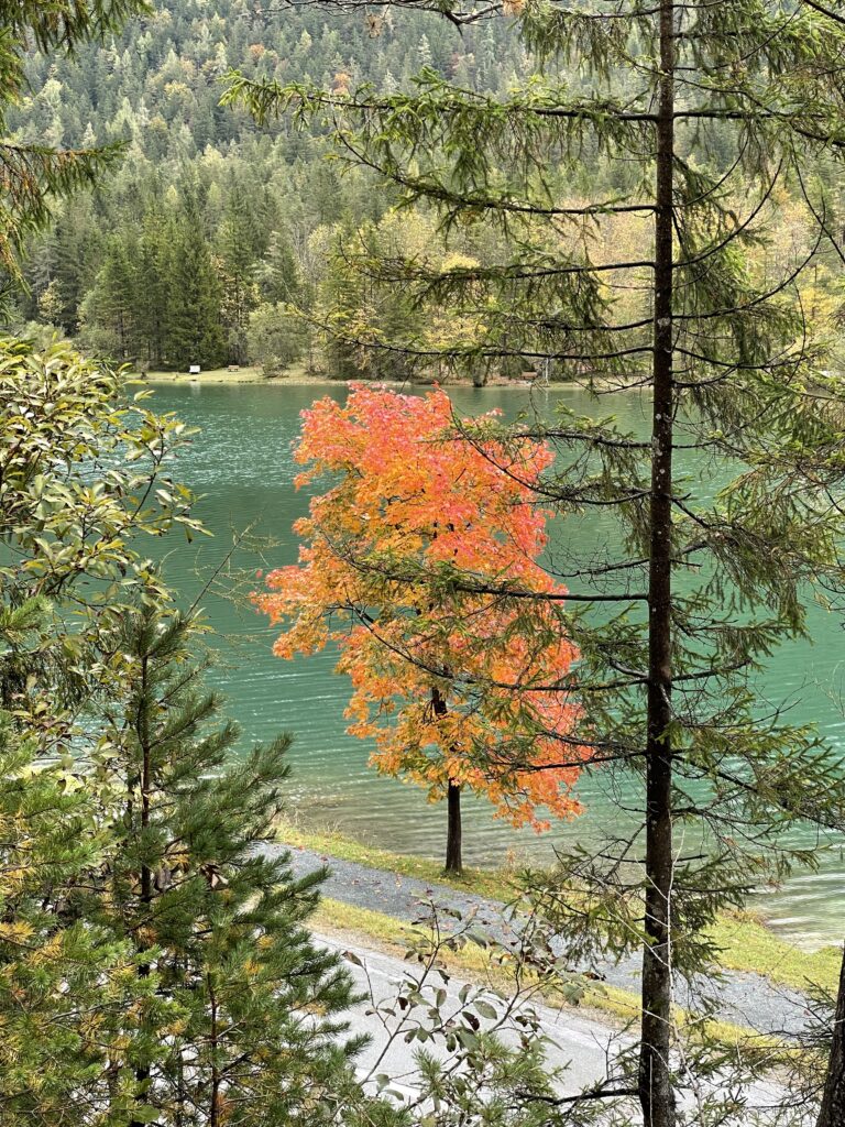 Herbstbaum am Pillersee