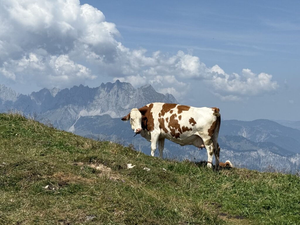 Kuh in Tirol, auf dem Berg