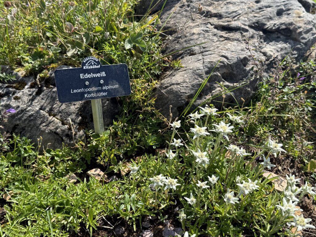Edelweissgarten am Kitzbüheler Horn