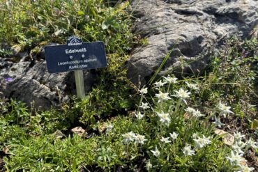 Edelweissgarten am Kitzbüheler Horn