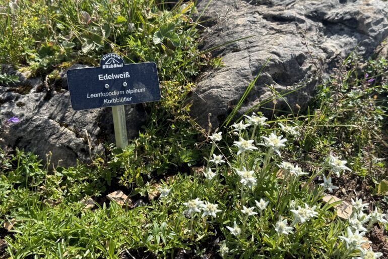 Edelweissgarten am Kitzbüheler Horn